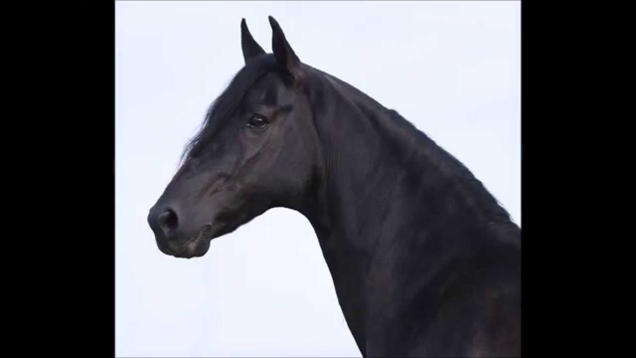 Demolidor de Mairi (Lampeão HO x Brigite de Mairi)