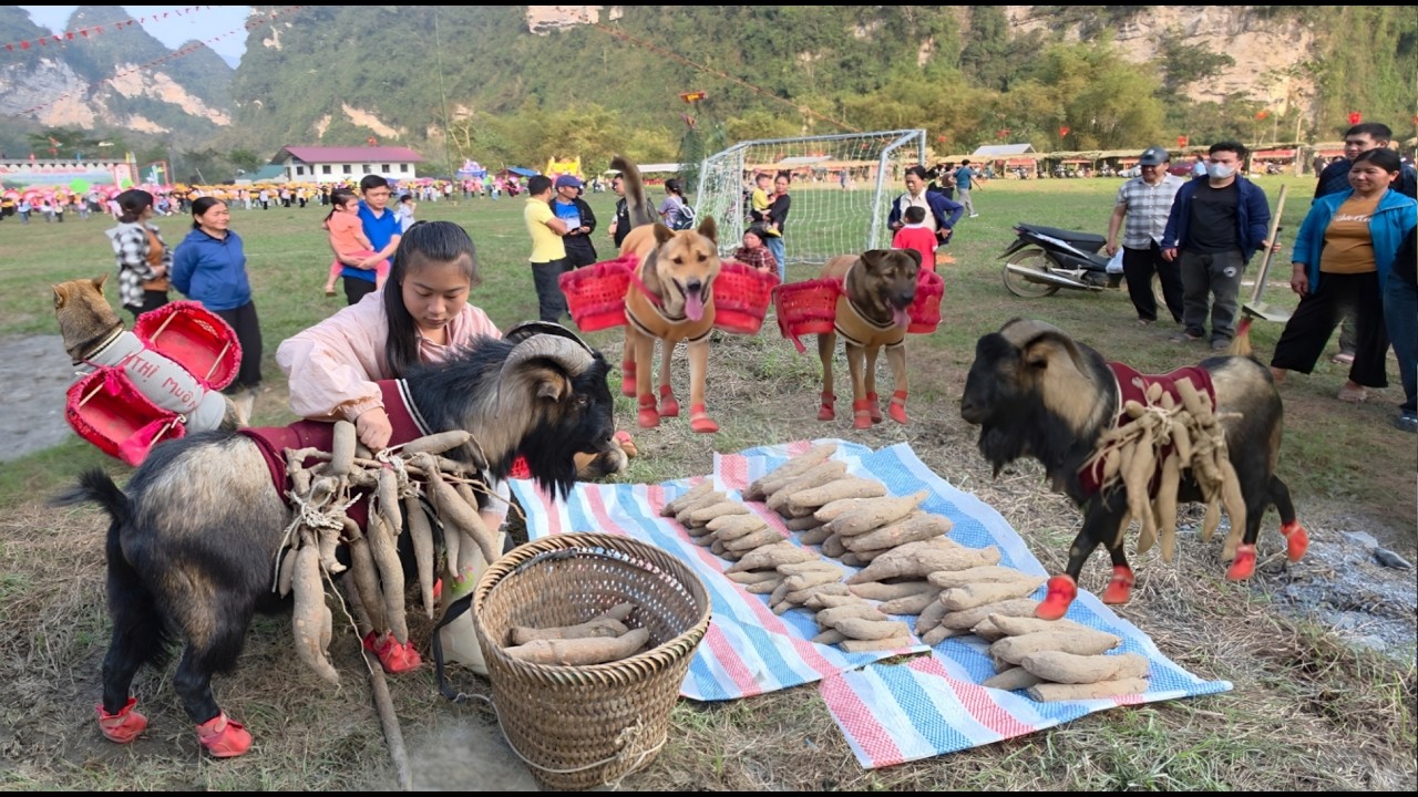 Goats and Dogs Carry Cassava to Sell at a Mountain Festival - ha tgi muon