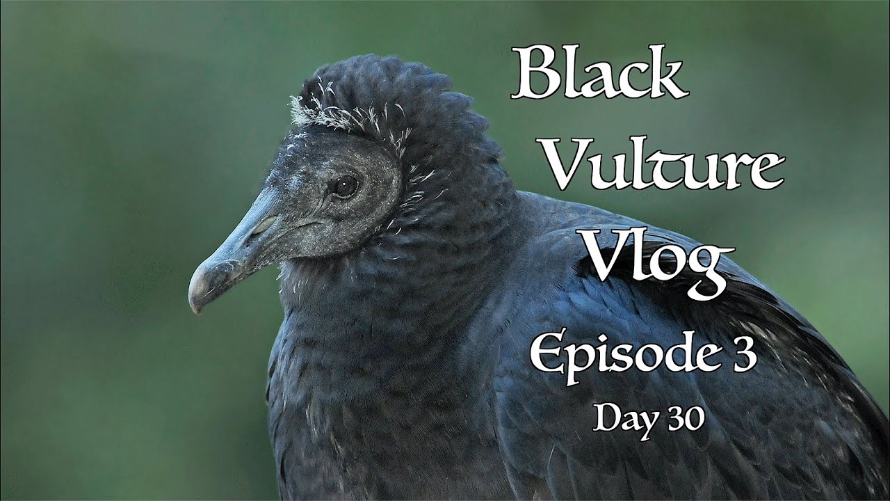 Black Vulture Nesting Vlog (Episode 3)