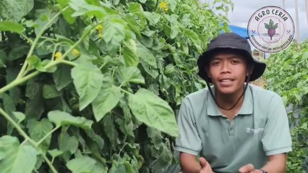 Jangan ￼takut memberikan pupuk,Tomat Batavi 77 Anti Pecah #petanimuda #tomato  #batavi77 #pertanian