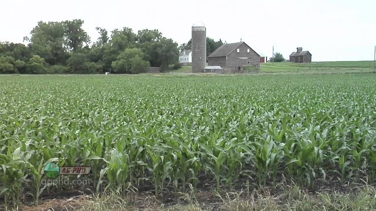 Starter Fertilizer #699 (Air Date 8/28/11)
