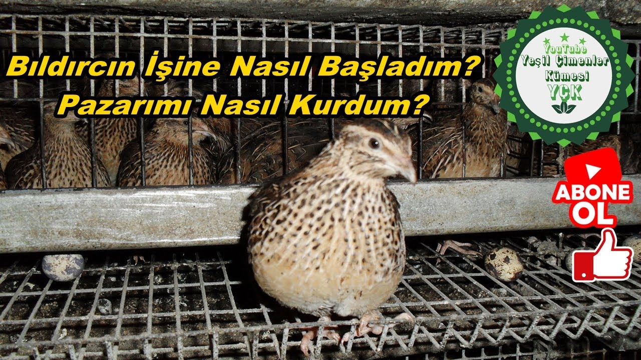 Bıldırcın İşine Nasıl Başladım!\ Pazarımı Nasıl Kurdum!\Bıldırcın Satışlarımı Nasıl Yapıyorum!