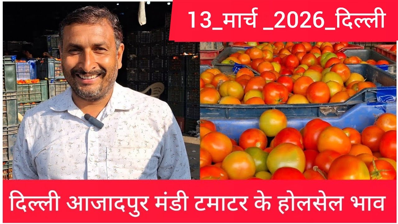 13 March 2026 दिल्ली 🍅टमाटर के भाव azadpur Delhi mandi today tomato market price #tomatomarket 