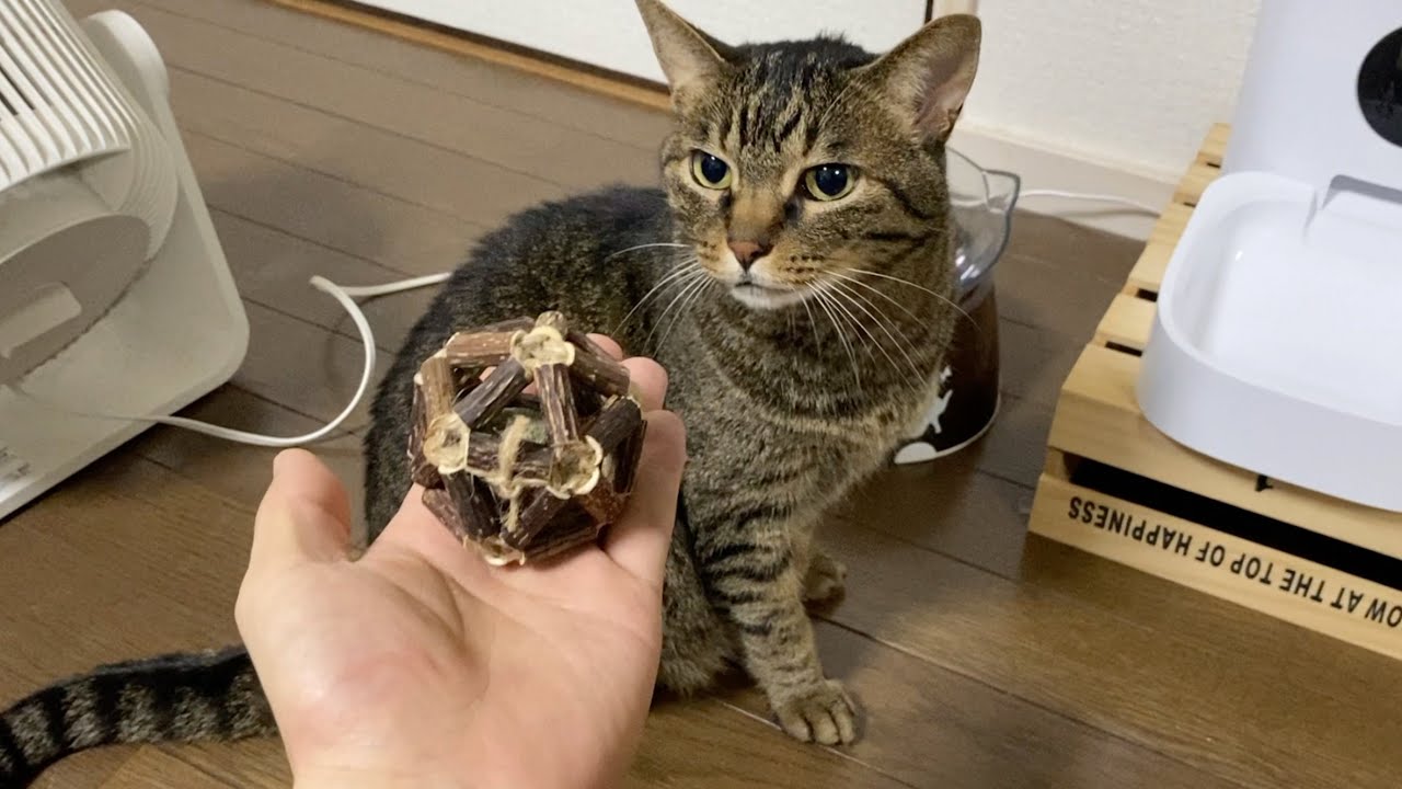 凶暴猫にマタタビのボールをあげたら大興奮で大暴れしました...