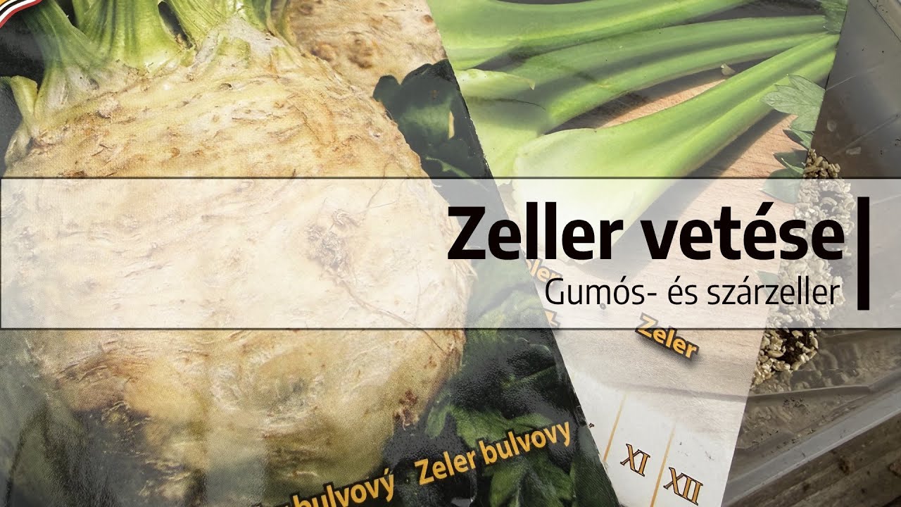 Ep. 399.: Zeller vetése
