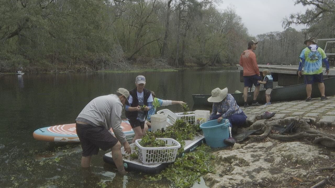 Water Hyacinth removal effort continues on the Santa Fe River
