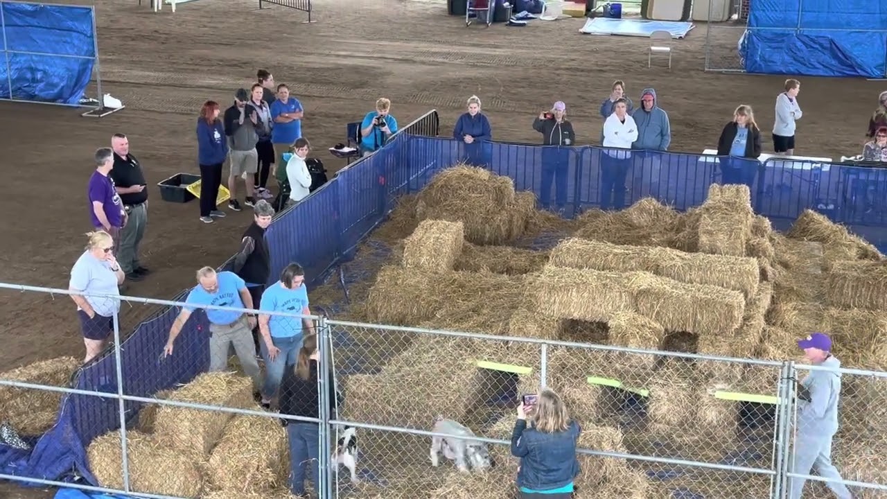 Taggart and Ollie Barn Hunt Team