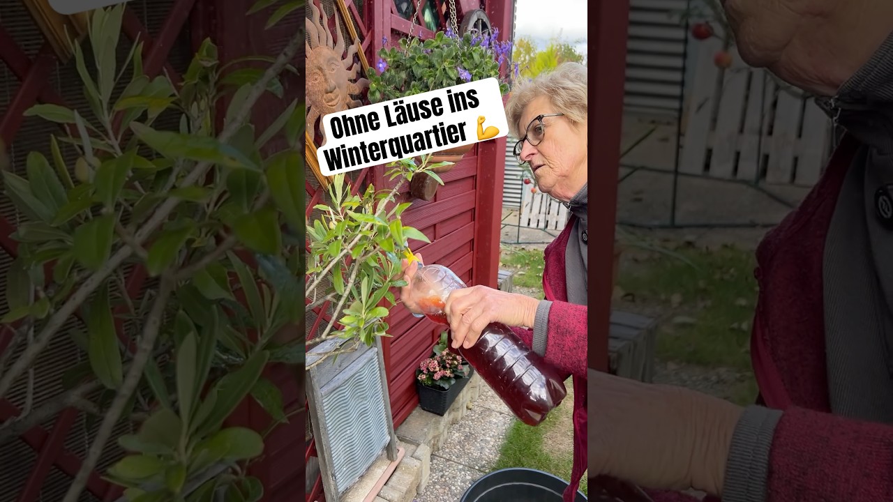 Hausmittel f&uuml;r gesunde Pflanzen im Winterquartier ❄️ #shorts  #garten