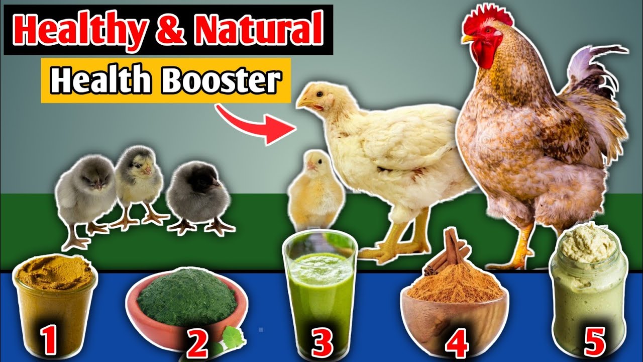 6 Best Natural Herbs For Your Chickens👌| Organic Chicken health Booster | Natural Chicken Feeds