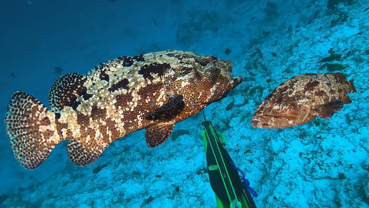 Berburu Di Sarang Ikan Kerapu Monster Dan Dikelilingi Banyak Penyu