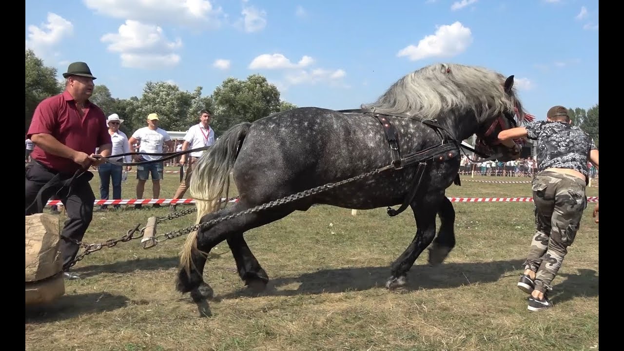 Concurs cu cai de tractiune Satu Mare, Bucovina 25 August 2019 Nou!!!