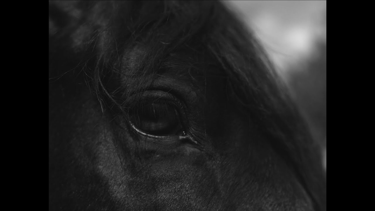 JARO † CRISTO & SIN H - PURA SANGRE (ONE-SHOT)