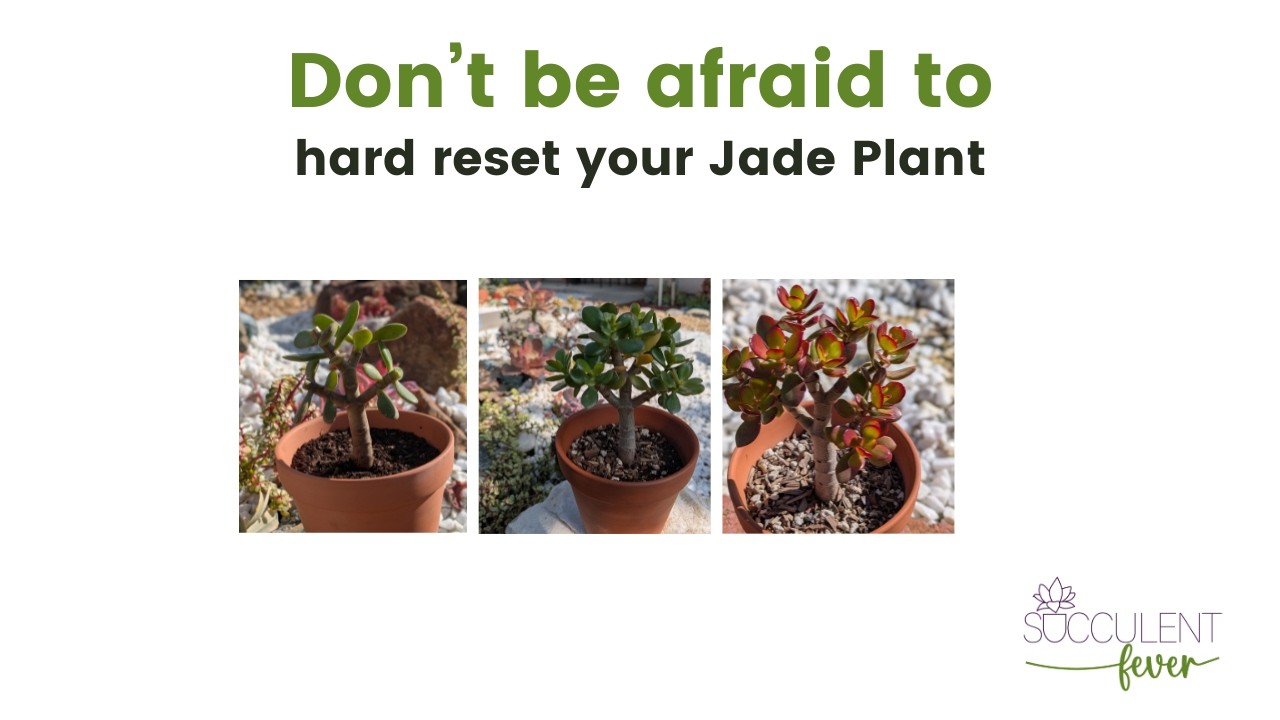 Пересадка моего нефритового растения. Результат за 12 месяцев после сильной обрезки моего компакт...