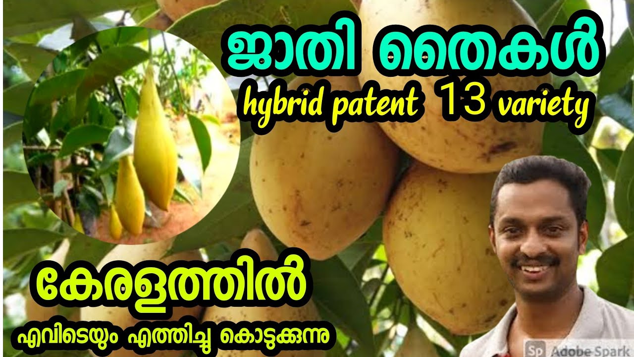ഏറ്റവും കുറഞ്ഞ വിലയിൽ ജാതി തൈകൾ 13 വെറൈറ്റി /Nutmeg Farming Nutmeg Cultivation #best #Nutmeg Kl06