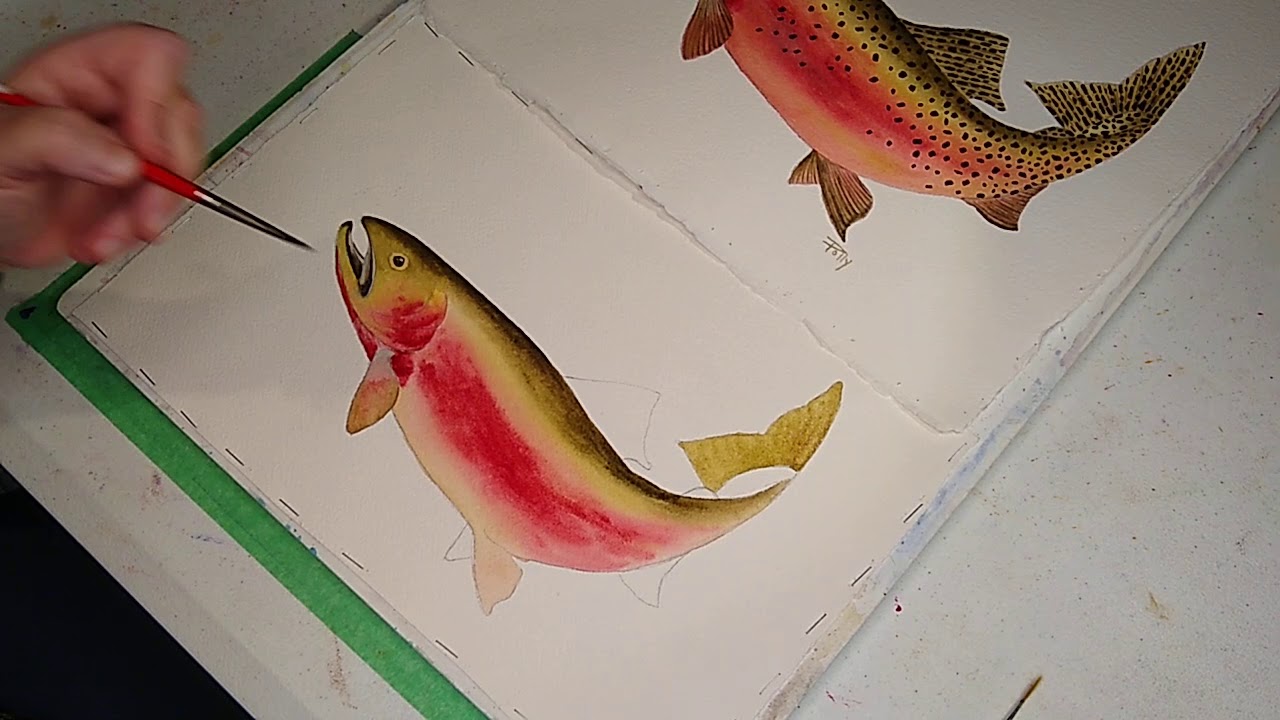 Watercolor Cutthroat Trout - Lesson 4 - Paint In Fins And Tail