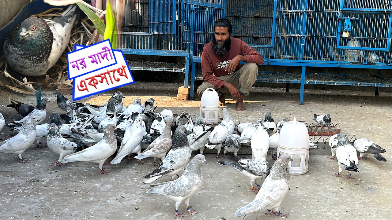 রেসিং সিজন শেষে সব কবুতর একসাথে
