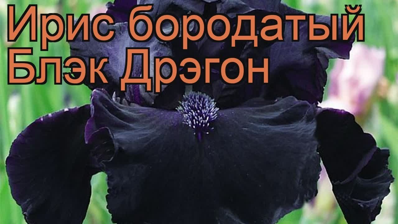 Ирис бородатый Блэк Дрэгон (iris black dragon) 🌿 обзор: как сажать, рассада ириса Блэк Дрэгон