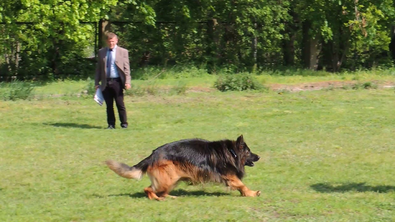 Hodowla owczark&oacute;w niemieckich 