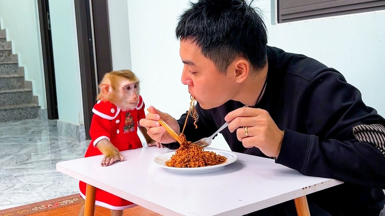 Обезьянка Кака и её папа наслаждаются невероятно вкусным блюдом из лапши.