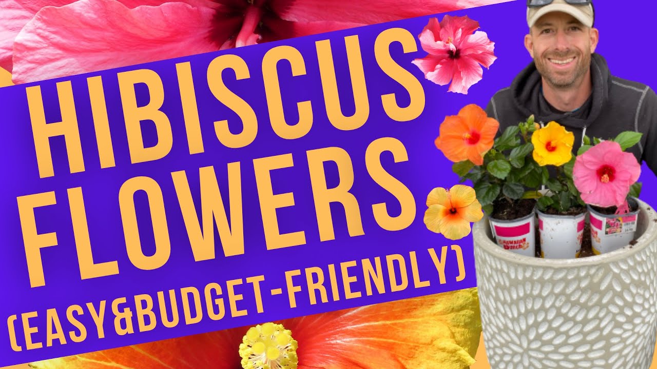 Hibiscus Flowers   Easy & Budget Friendly Planting
