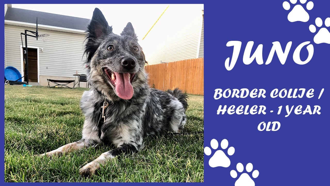Roy City Dog Trainers ||| OLK9 Utah ||| Juno Border Collie/ Heeler - 1 Year Old