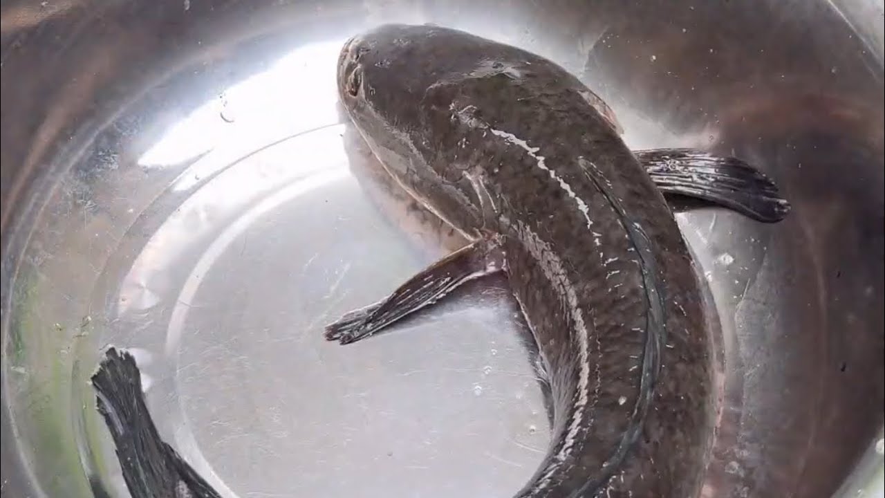 DALAG NA LUTONG KAPAMPANGAN