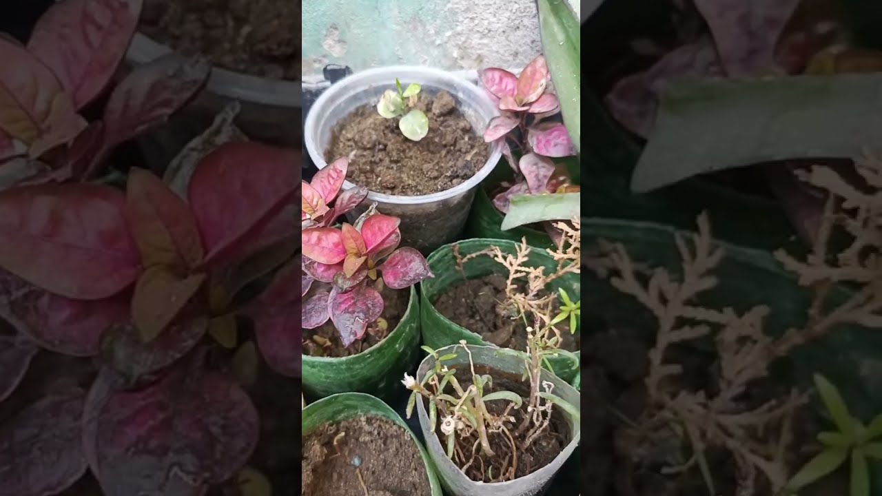 my new plants