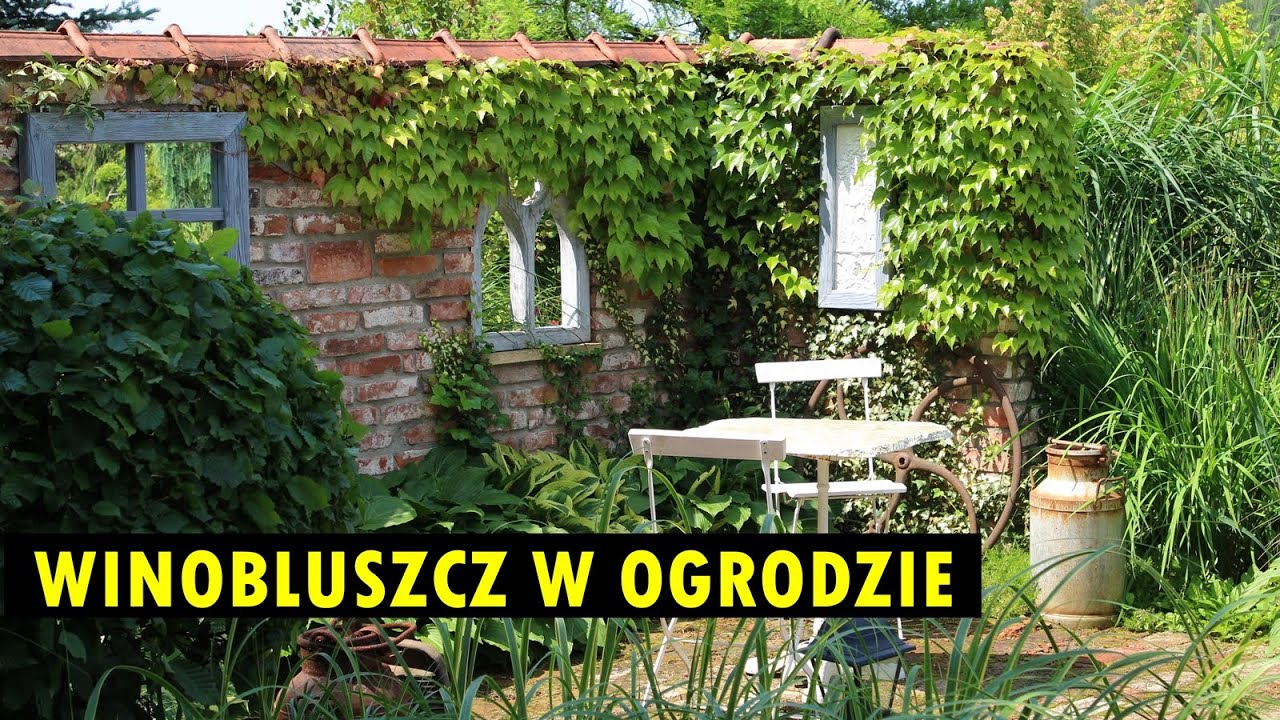 WINOBLUSZCZ - odmiany, uprawa i PIĘKNE INSPIRACJE