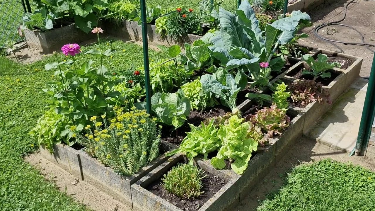UNGARN ERTRAGREICHE KLEING&Auml;RTEN - Gartenrundgang Juni 2023 mit vielen Tipps und Tricks zum Anbau