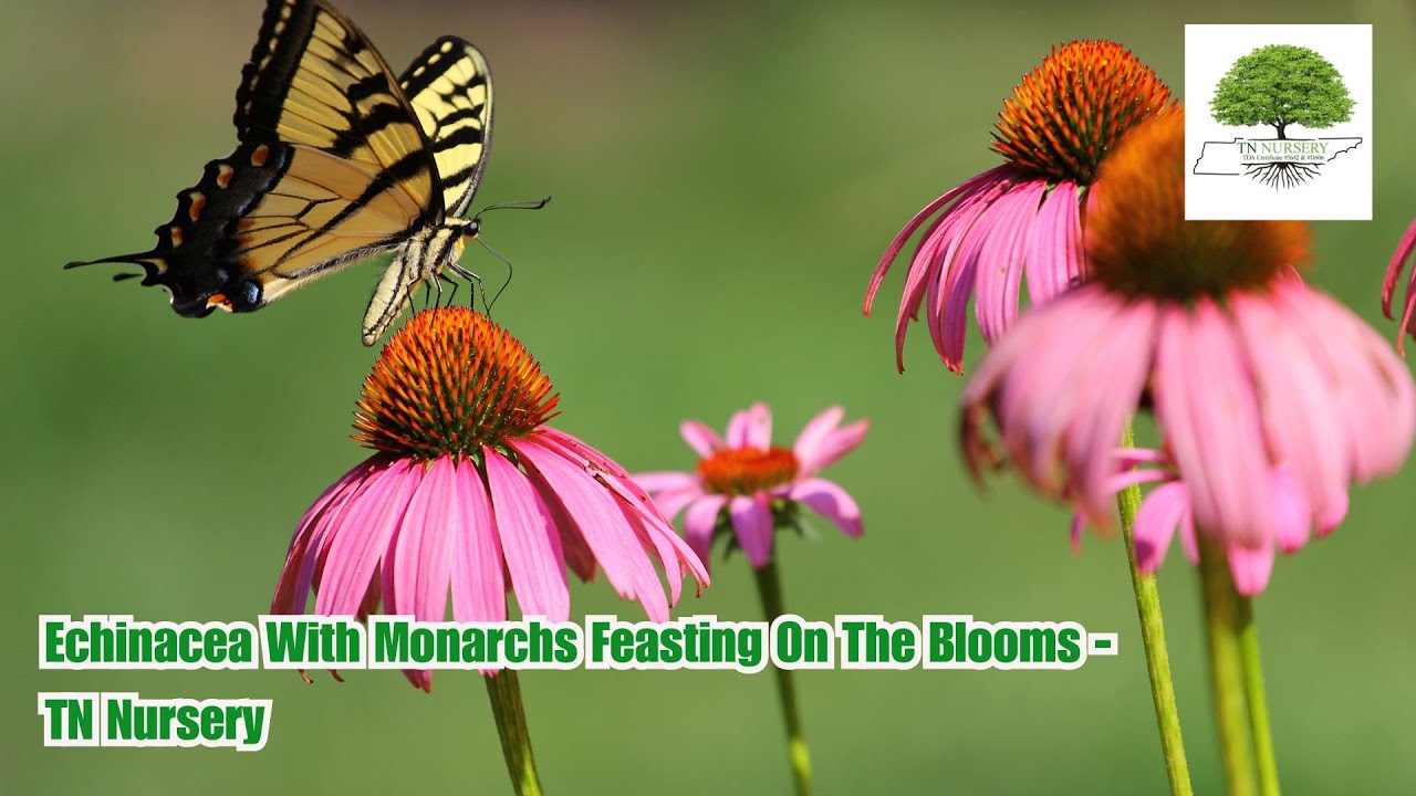 Echinacea With Monarchs Feasting On The Blooms - TN Nursery