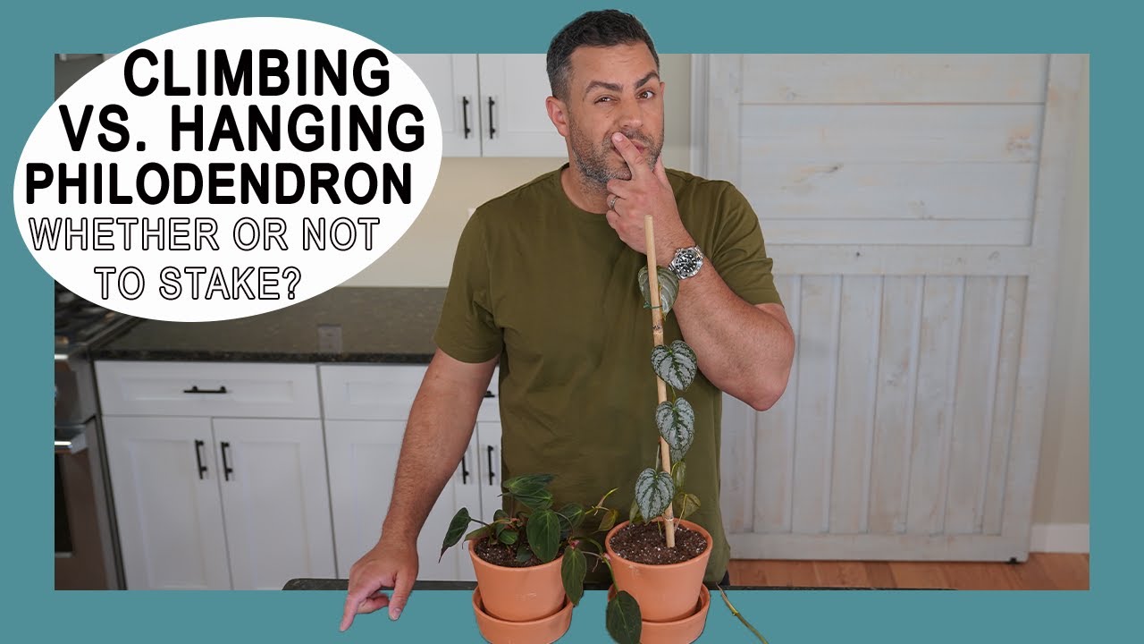 Houseplant Trends 2021: Climbing versus Hanging Philodendron Benefits Explained!! Brandtianum/Micans
