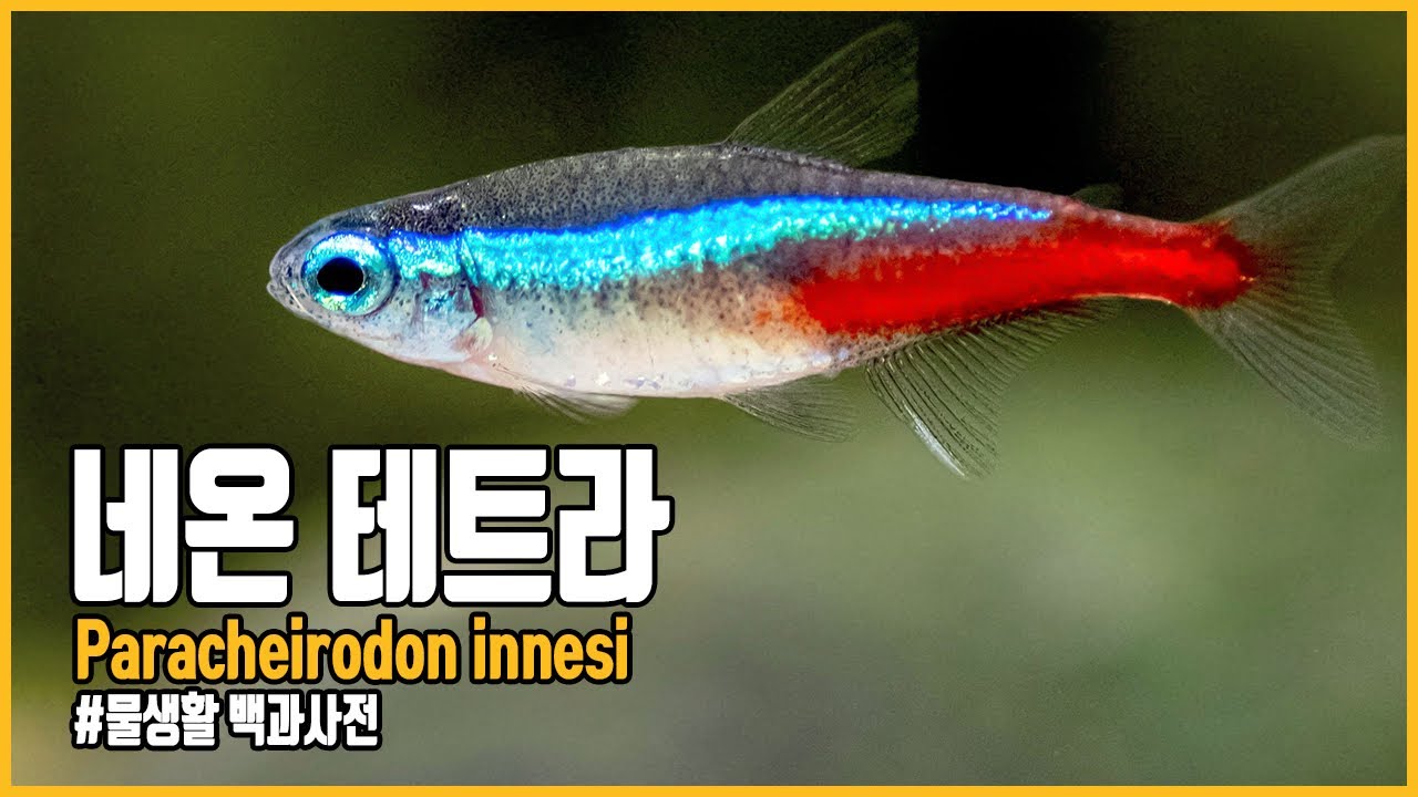 네온테트라, 왜 국민 열대어일까요?  [#물생활백과사전]