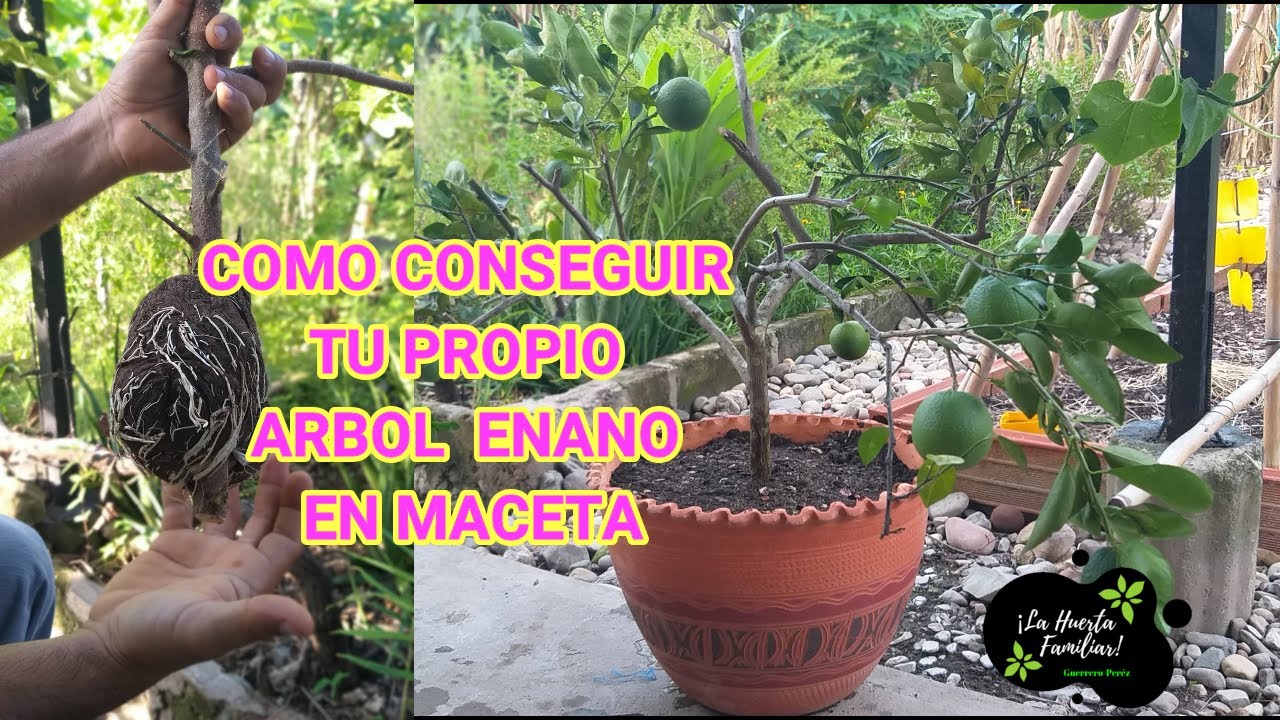 COMO HACER UN ACODO AÉREO, MUY FÁCIL//Y CONSEGUIR TUS PROPIOS ARBOLES FRUTALES ENANOS EN MACETAS 🌳🌳