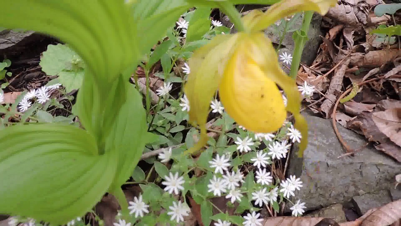 Capital Naturalist: Yellow Ladyslipper Orchid