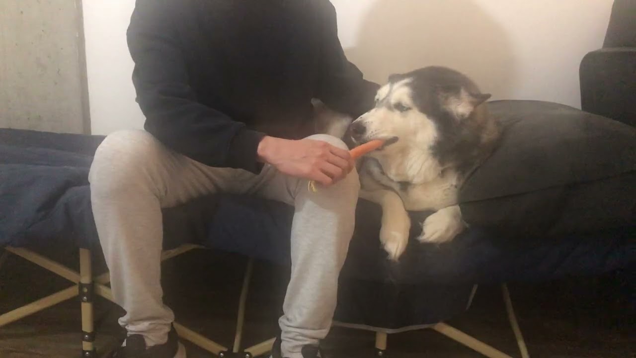Senior Husky Eating a Carrot | ASMR | He doesn't eat it unless I hold it