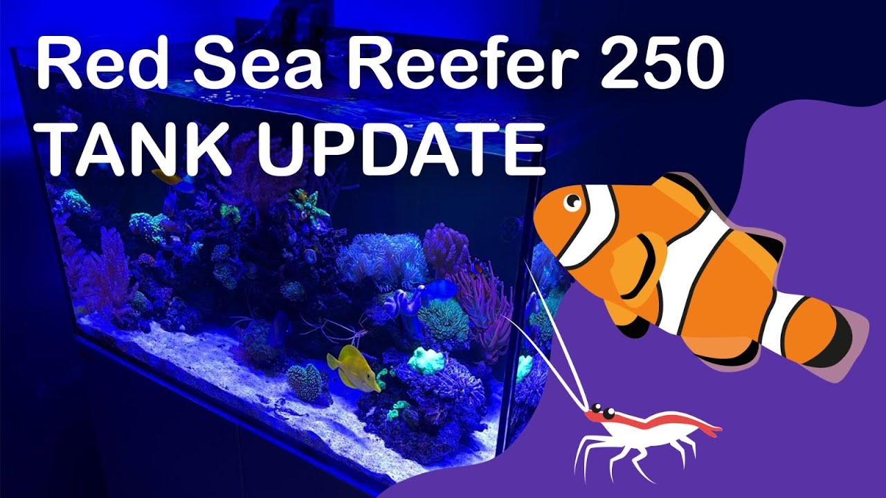 Saltyaquarium ZEEAQUARIUM/ZOUTWATER AQUARIUM UPDATE (Red Sea Reefer 250) ENG SUBS!