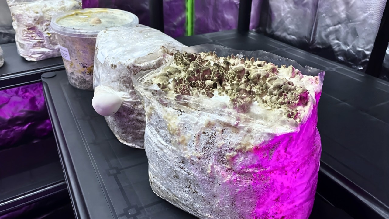 Pilze züchten | Wie ist die Lage? #114