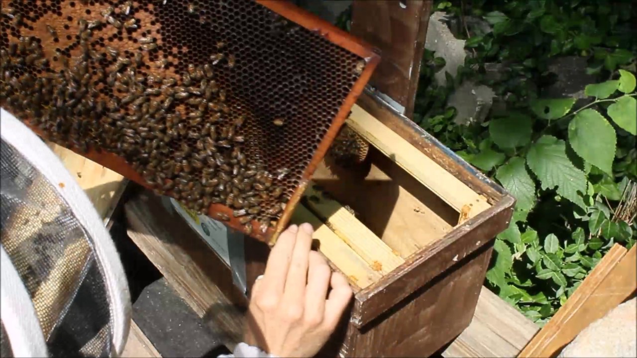 Swarm Trap Success...FREE BEES!!