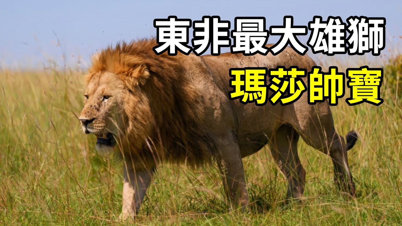 現存東非最大雄獅之一，瑪莎帥寶！