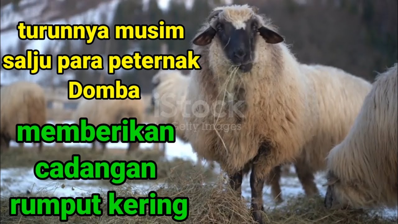 Video peternakan Domba di Boznia Herzegovina yang lapar melahap jerami selama musim dingin