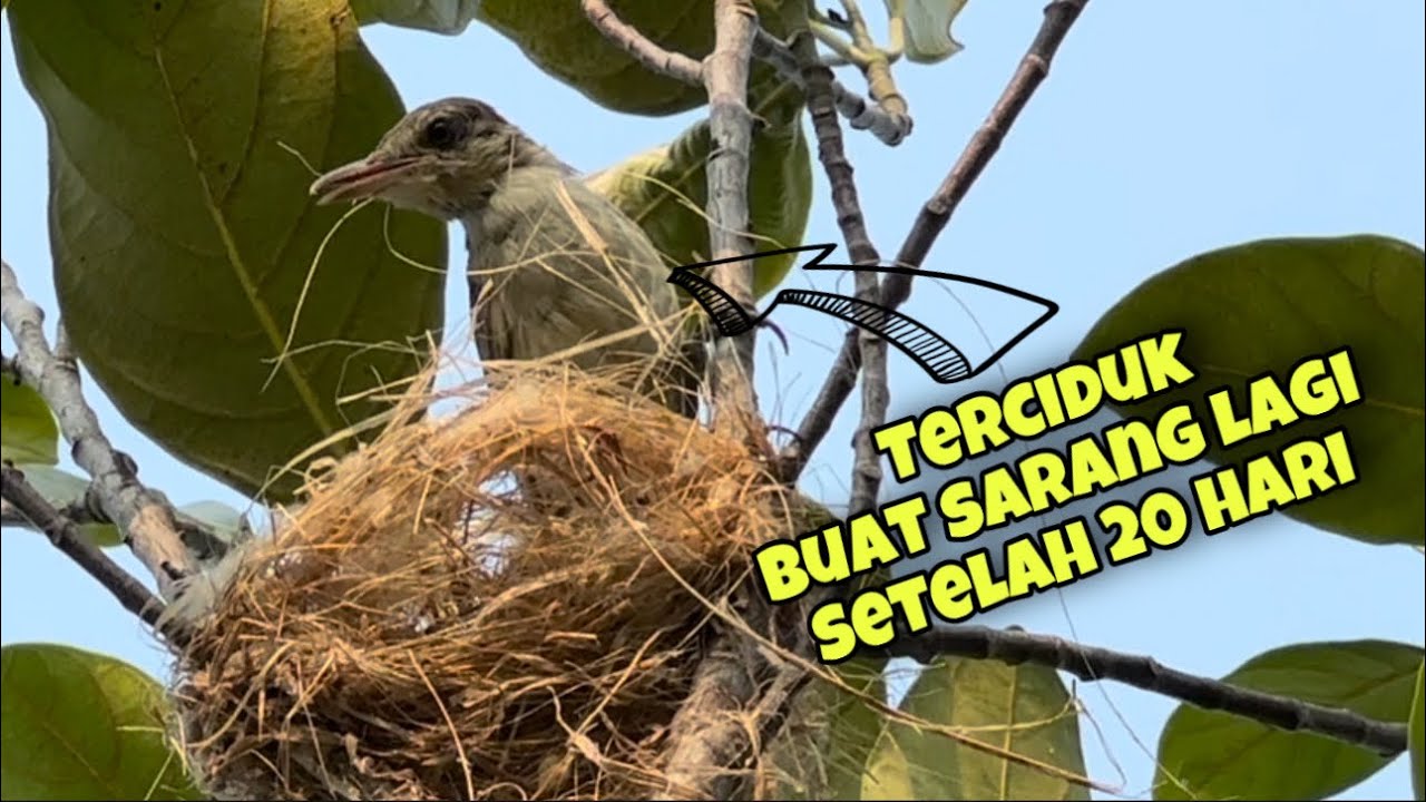 Wow cepat sekali, induk ini buat sarang lagi ☺️☺️☺️