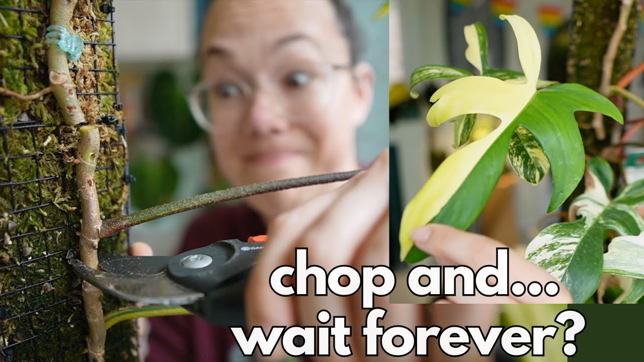 Cutting up my Philodendron Florida Beauty | Plant with Roos