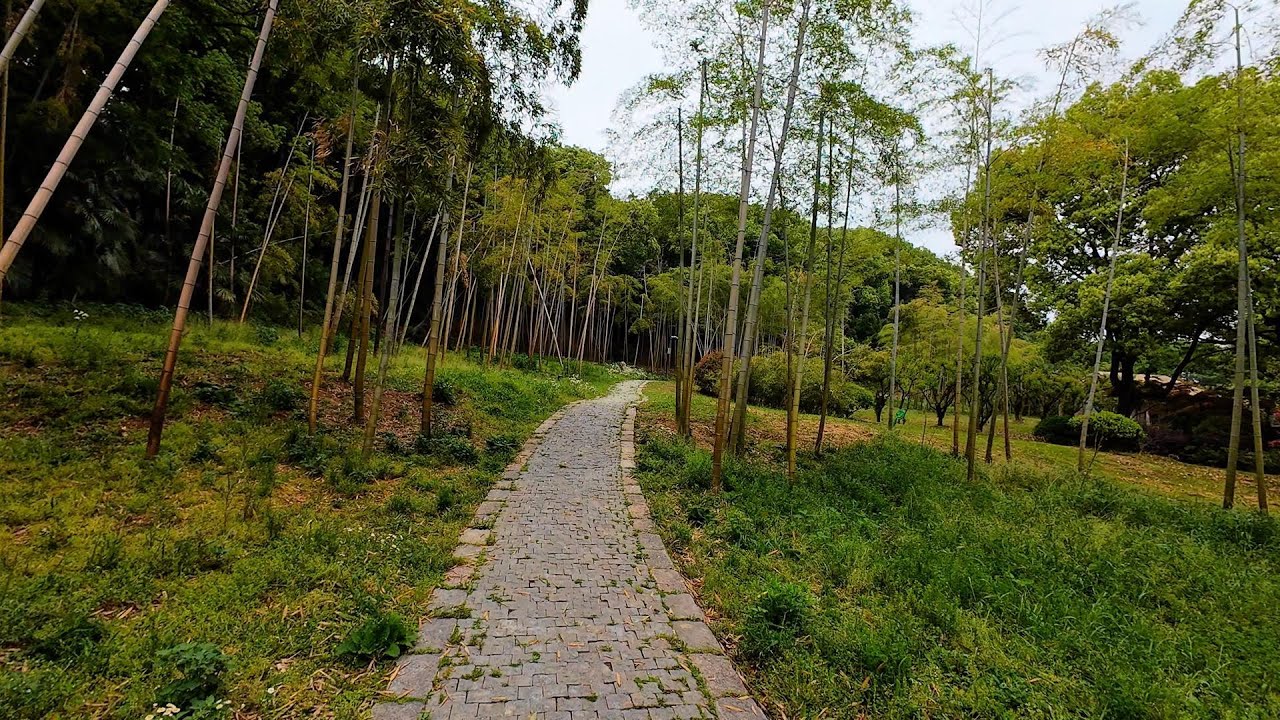 梅香竹影沿途风景   |  绿野寻芳森林步道 | 苏州上方山国家森林公园