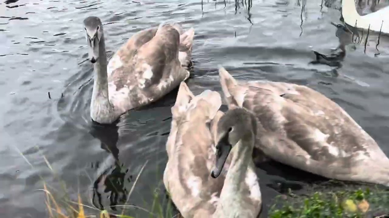 Swans arrives whith Peace to noisy Seagulls and Ducks In Beautiful  Norway/ My Crow is present 
