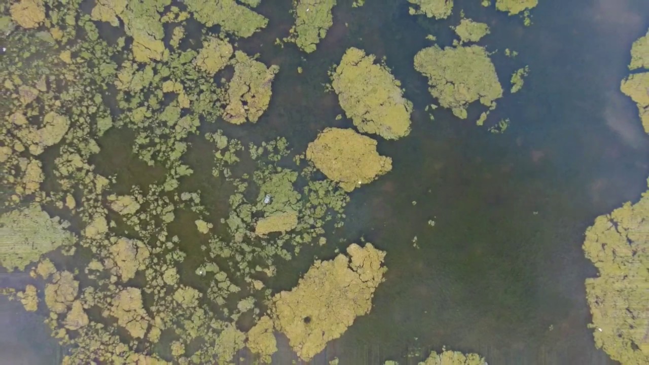 Broomfield Park --- Palmers Green