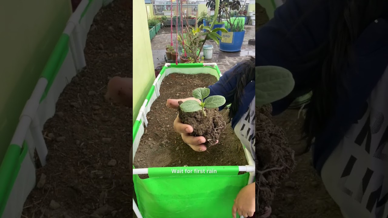 How I grow Loki in my terrace garden