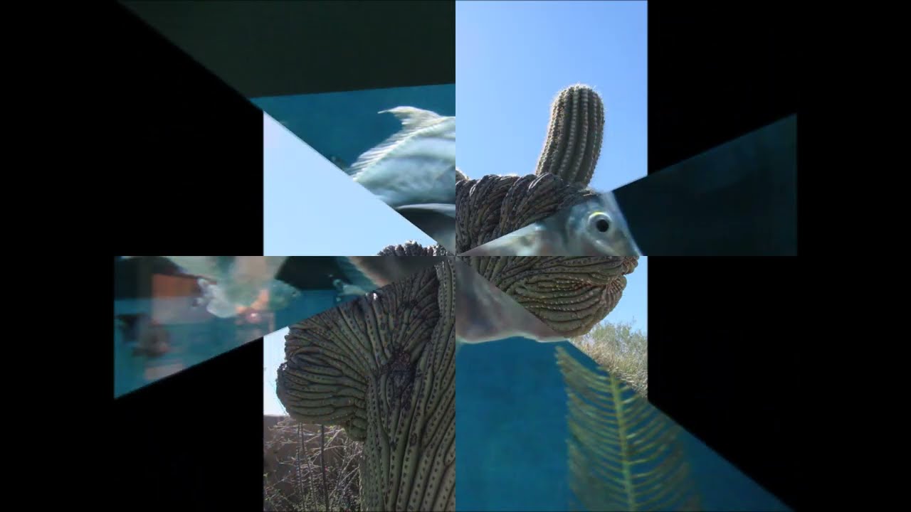Opposite of Blink 'Arizona-Sonora Desert Museum (Under the Blazing Sun)' Best of OoB 24