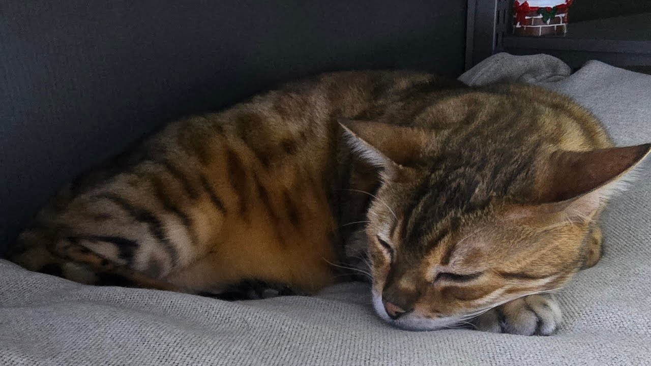 편의점 고양이 무닝이 l 무닝이랑 같이 잘사람!!