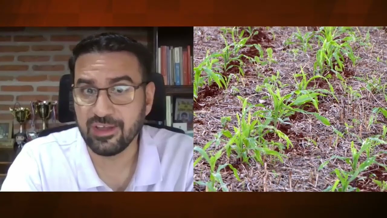 Ventana de siembra ajustada afectan decisiones del maíz