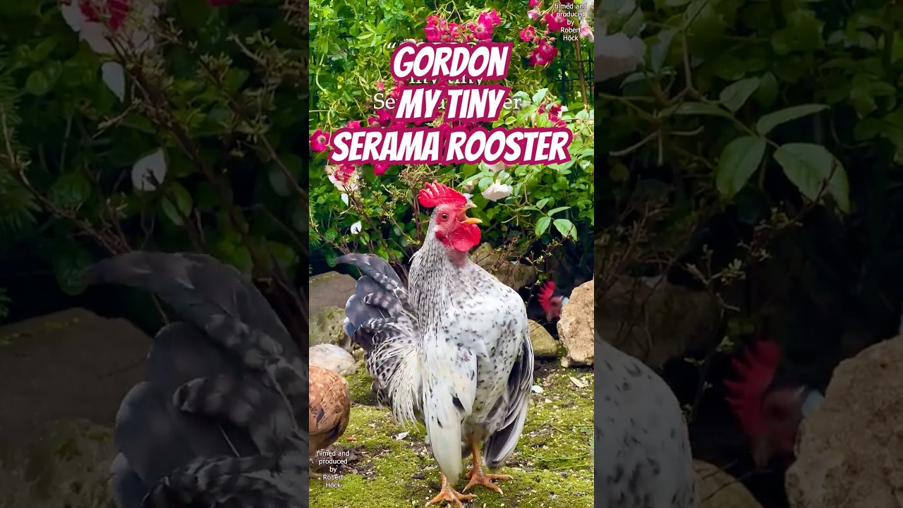 Gordon my tiny Serama rooster is a professional and passionate crower now! #seramachicken #chickens
